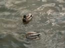 Patos silvestres