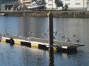 Gaivotas