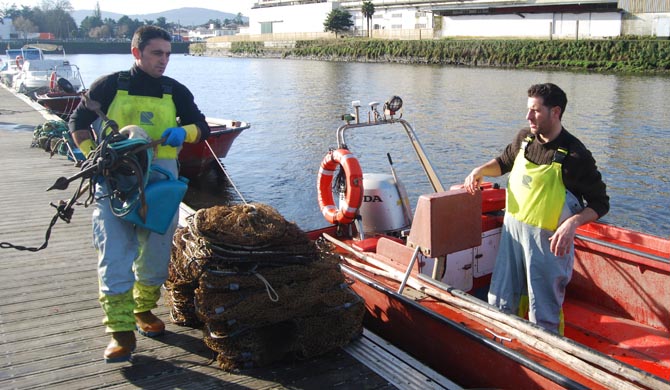 Pesca de lamprea en Pontecesures /