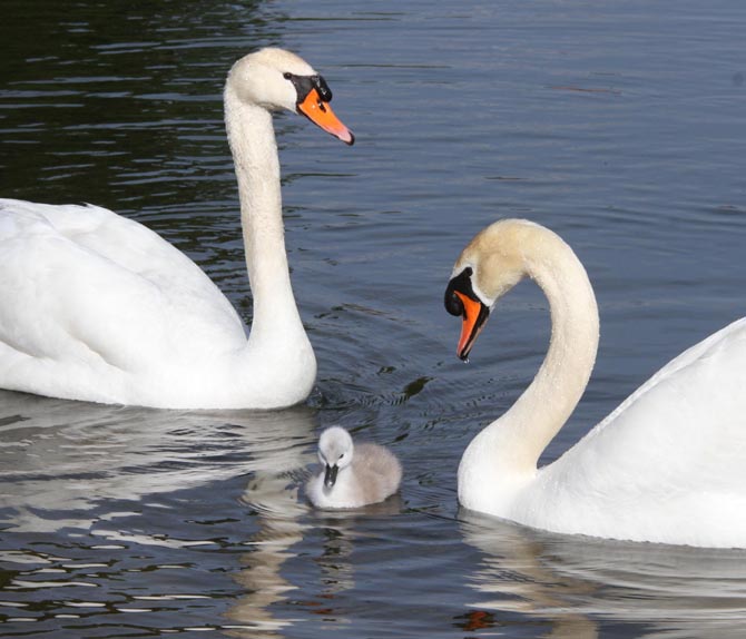 CISNES CON CRIA EN MINA MERCEDES CORDEIRO VALGA /