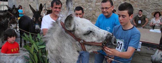 CARRERA DE BURROS PONTECESURES /