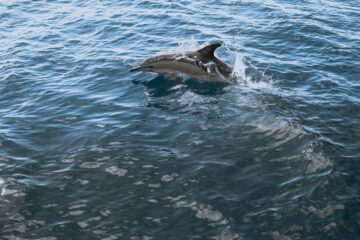 black and white dolphin on water